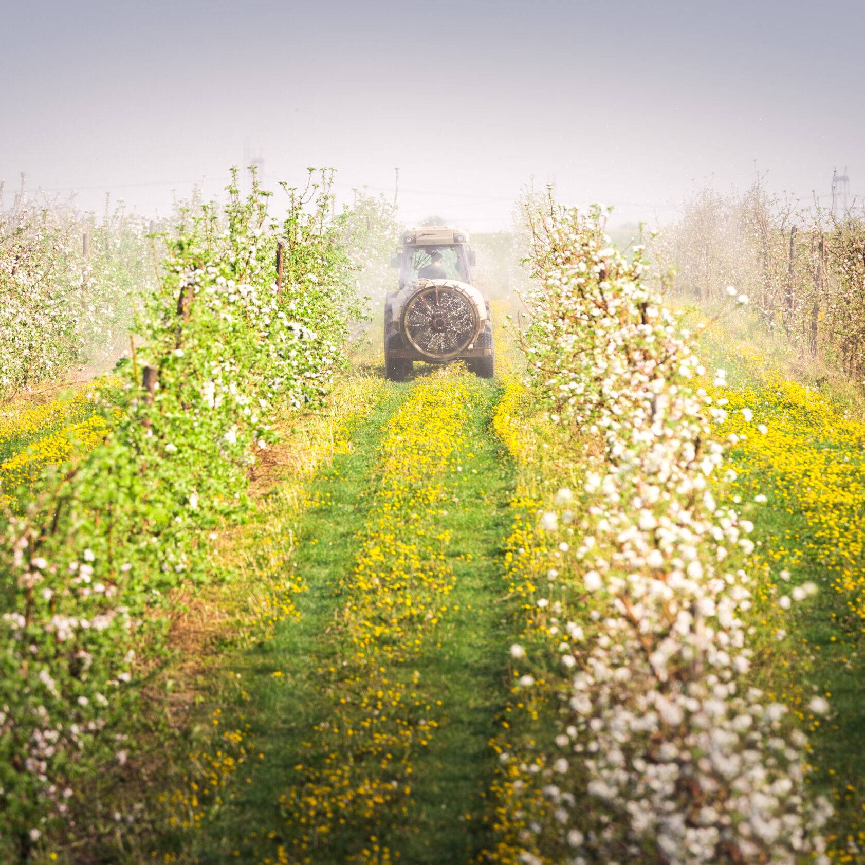 Tractor,Sprays,Insecticide,In,Apple,Orchard Tractor,Sprays,Insecticide,In,Apple,Orchard